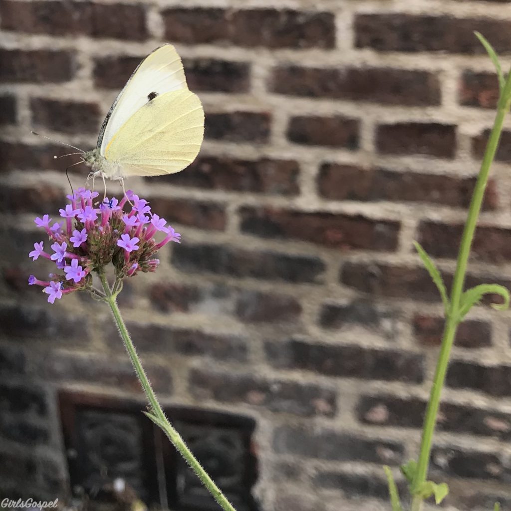 My Sunday Photo - butterfly