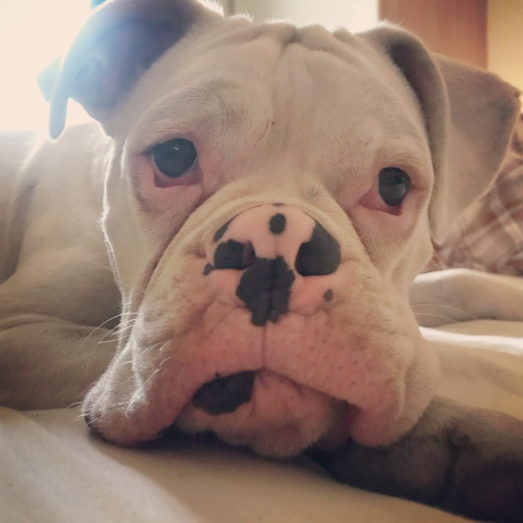 Sunday Photo - white boxer dog puppy