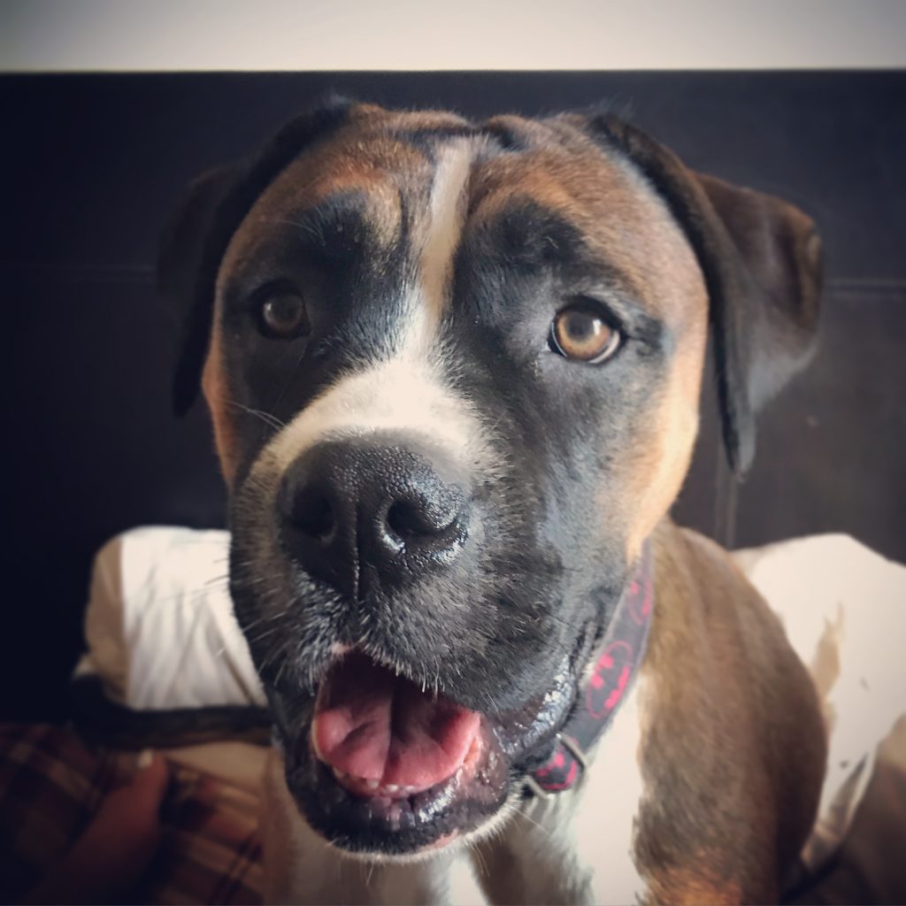 Sunday photo - brown boxer mix puppy